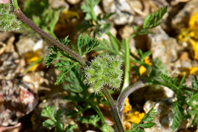 Burr Chervil blooms from April to June with fruiting taking place soon thereafter. Fruits are small with small hooked spines (beak). Anthriscus caucalis